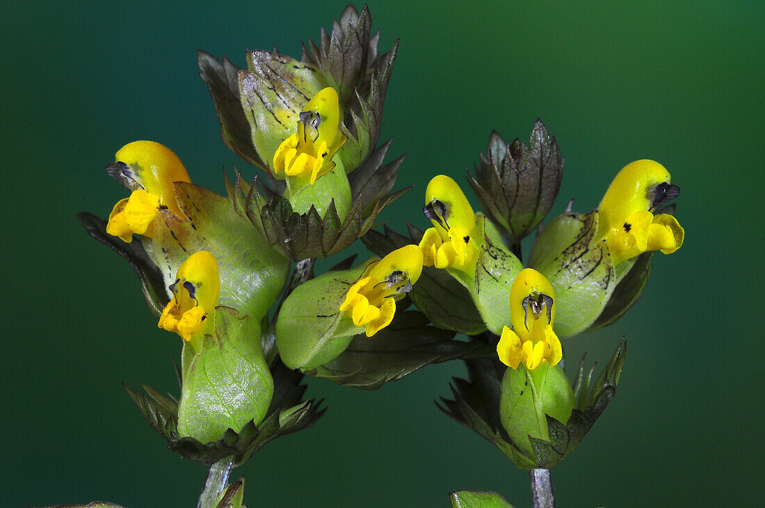 Yellow rattle (Rhinanthus minor) flowers