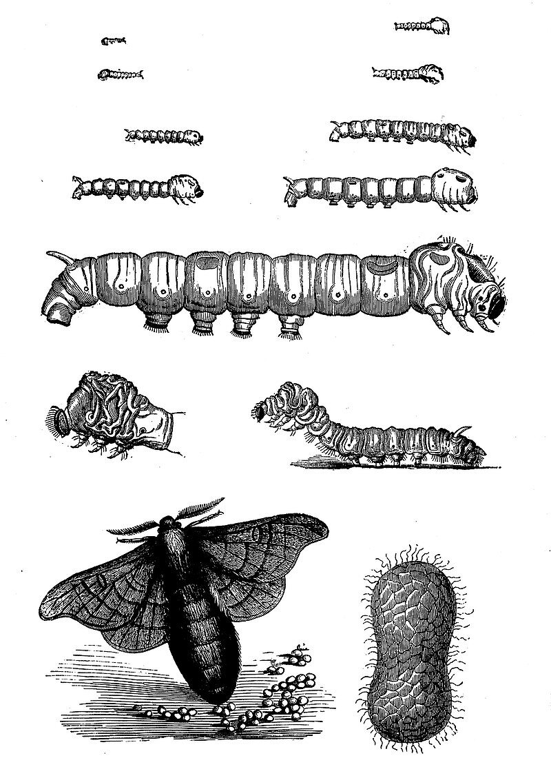 Silk moth life stages, 19th century illustration