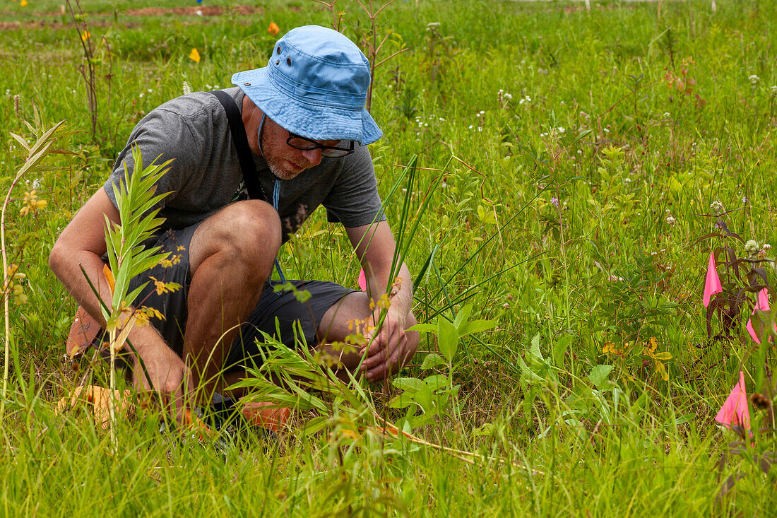 Volunteer planting flowers in garden