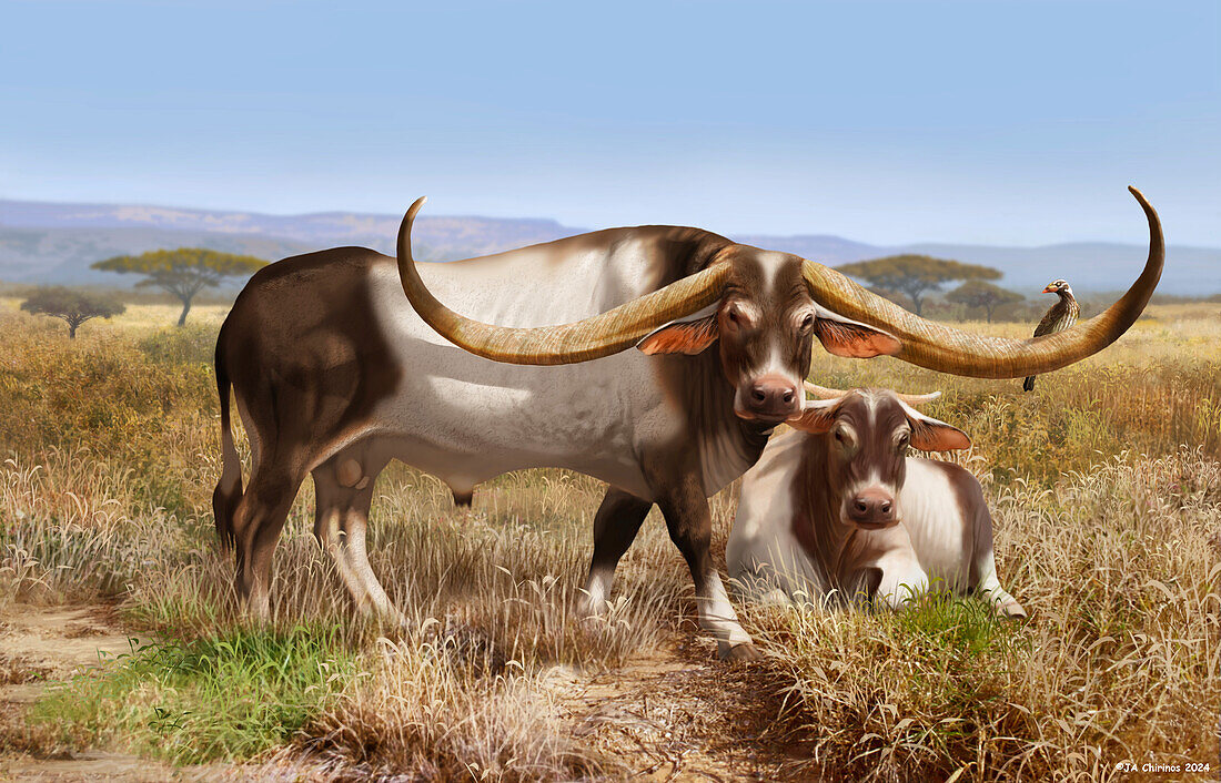 Prehistoric African wild cattle, illustration