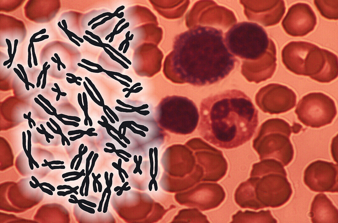 Human chromosomes and red blood cells, illustration