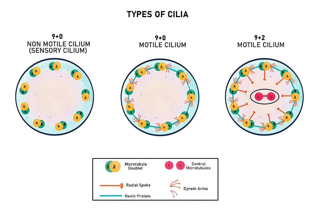 Different types of cilium, illustration