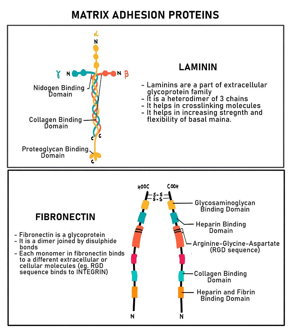 Matrix adhesion proteins, illustration