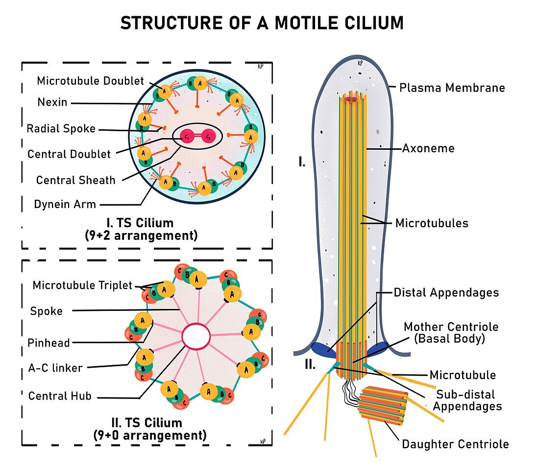 Motile cilium, illustration