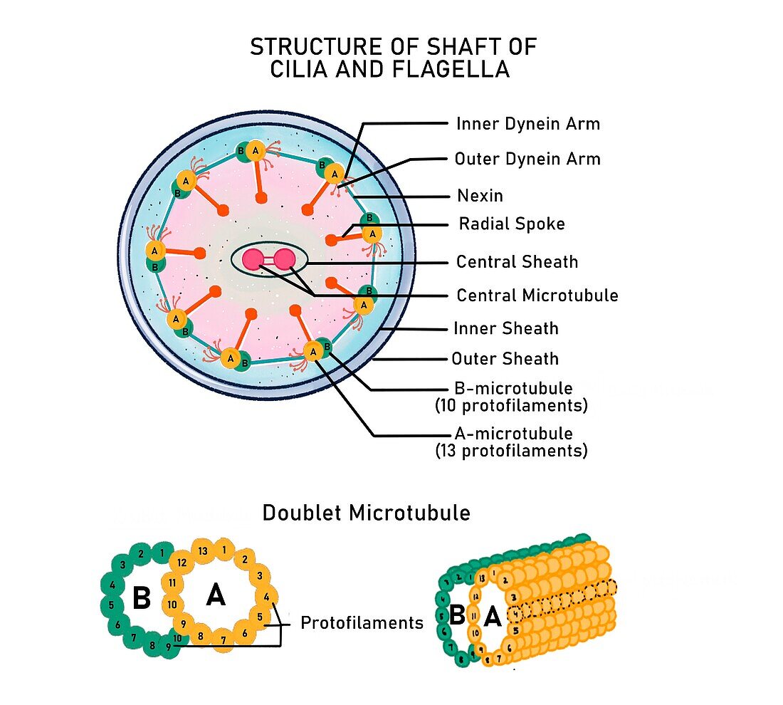 Bacterial flagellum, illustration