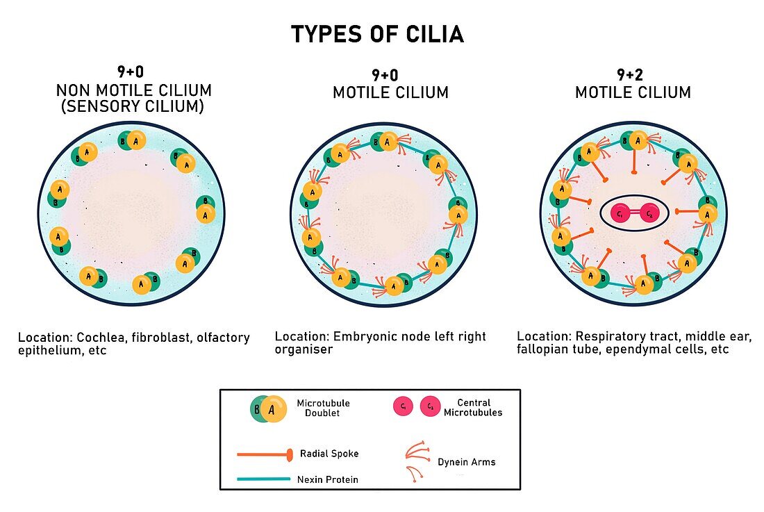 Different types of cilium, illustration