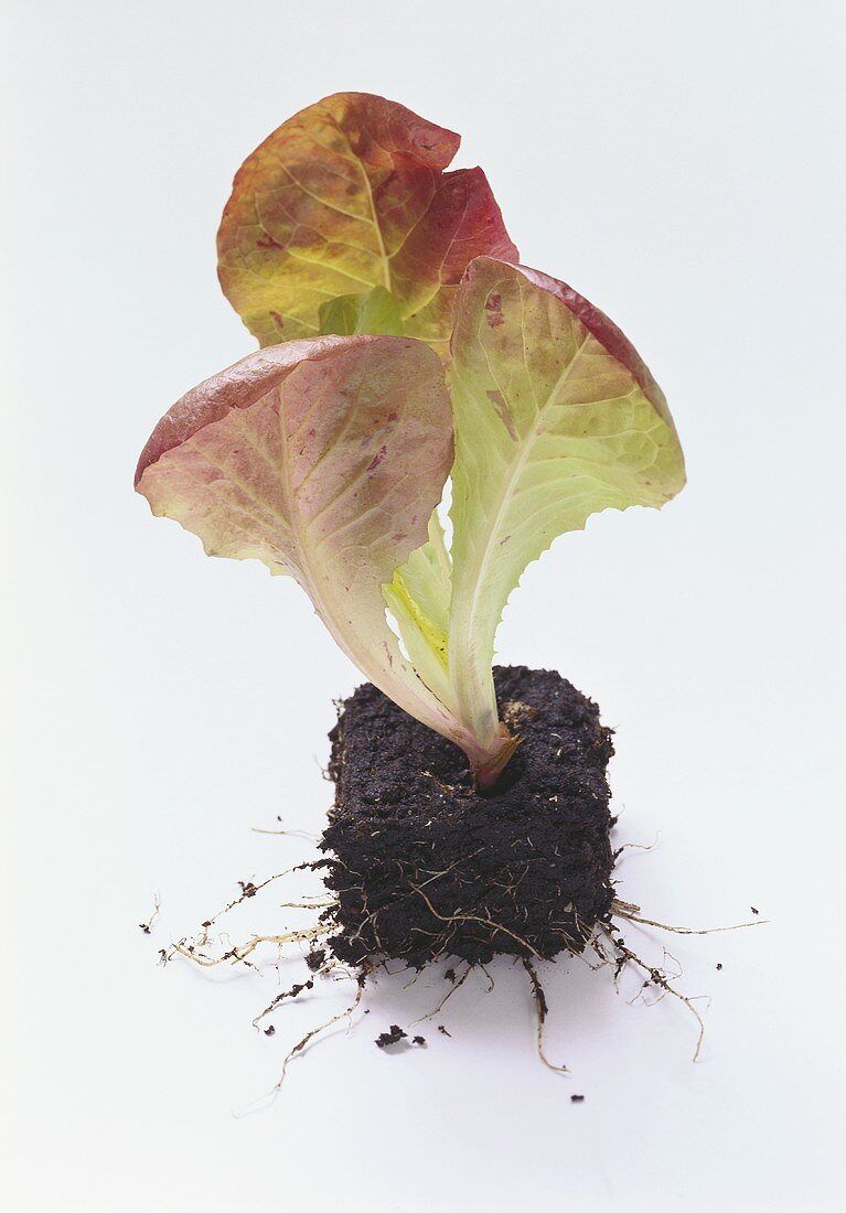Red Romaine Lettuce Planted in Soil