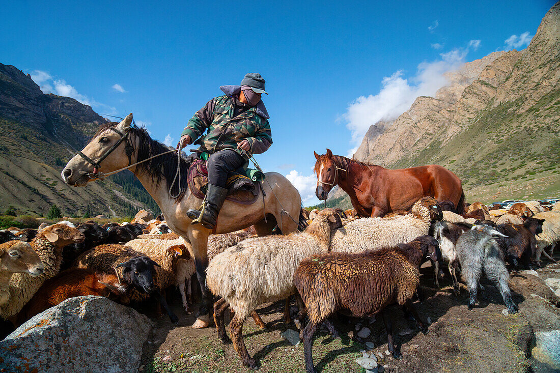 Sheep herding on horseback