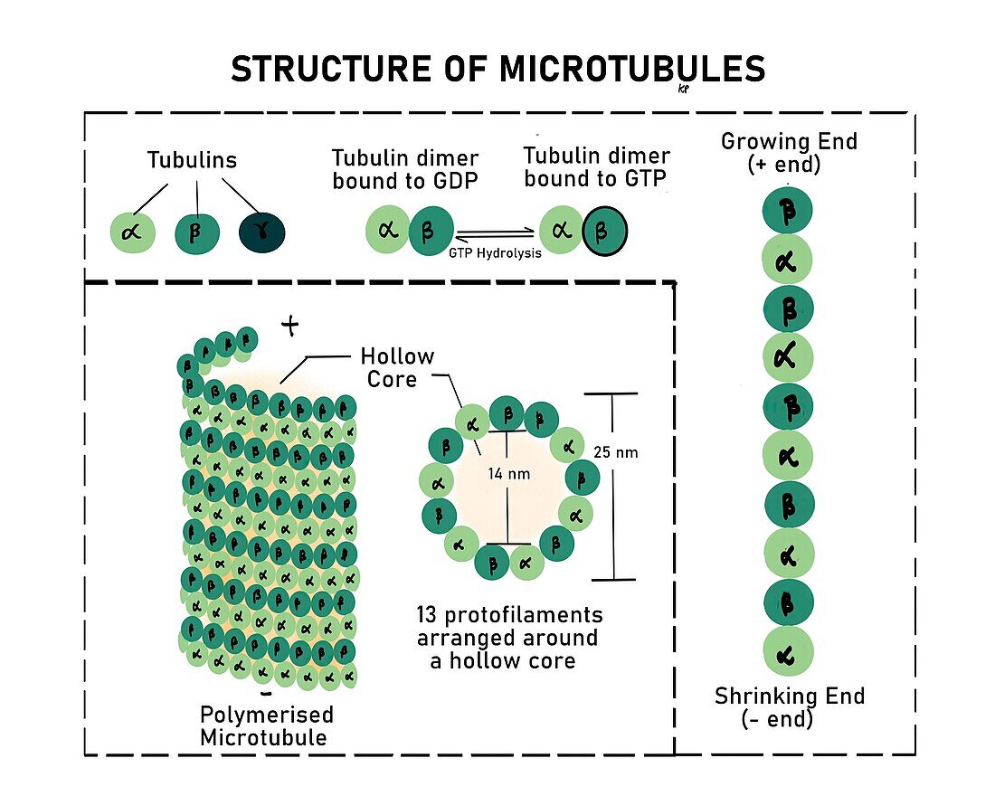 Structure and functions of microtubule, illustration