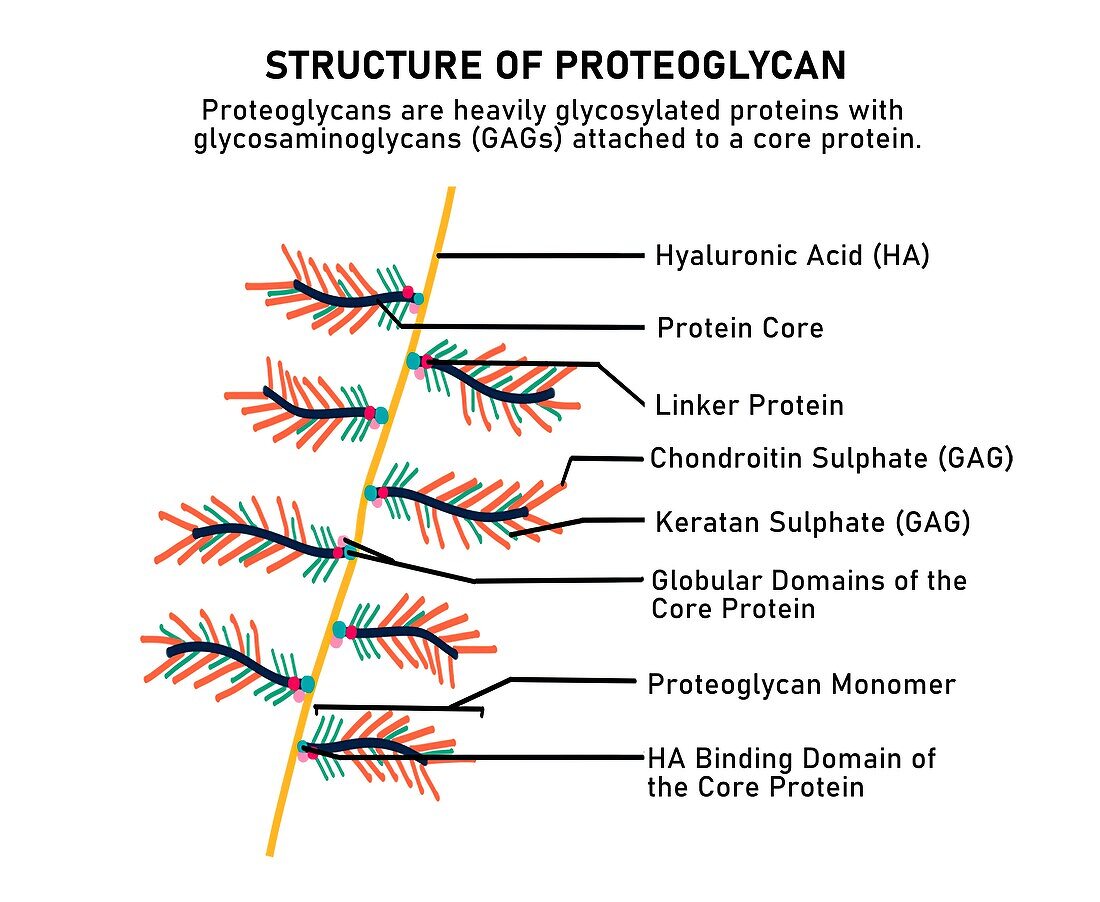 Structure of proteoglycans, illustration