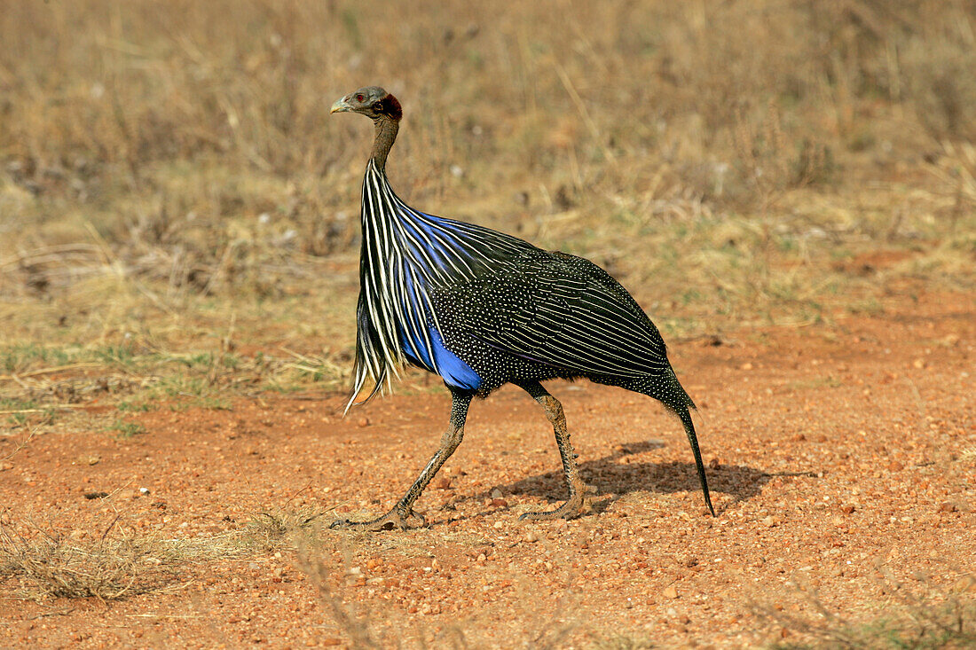 Vulturine guineafowl