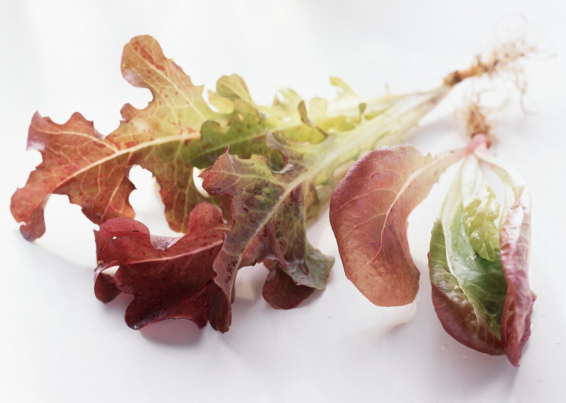 Ein Pflänzchen Eichblattsalat mit Wurzeln