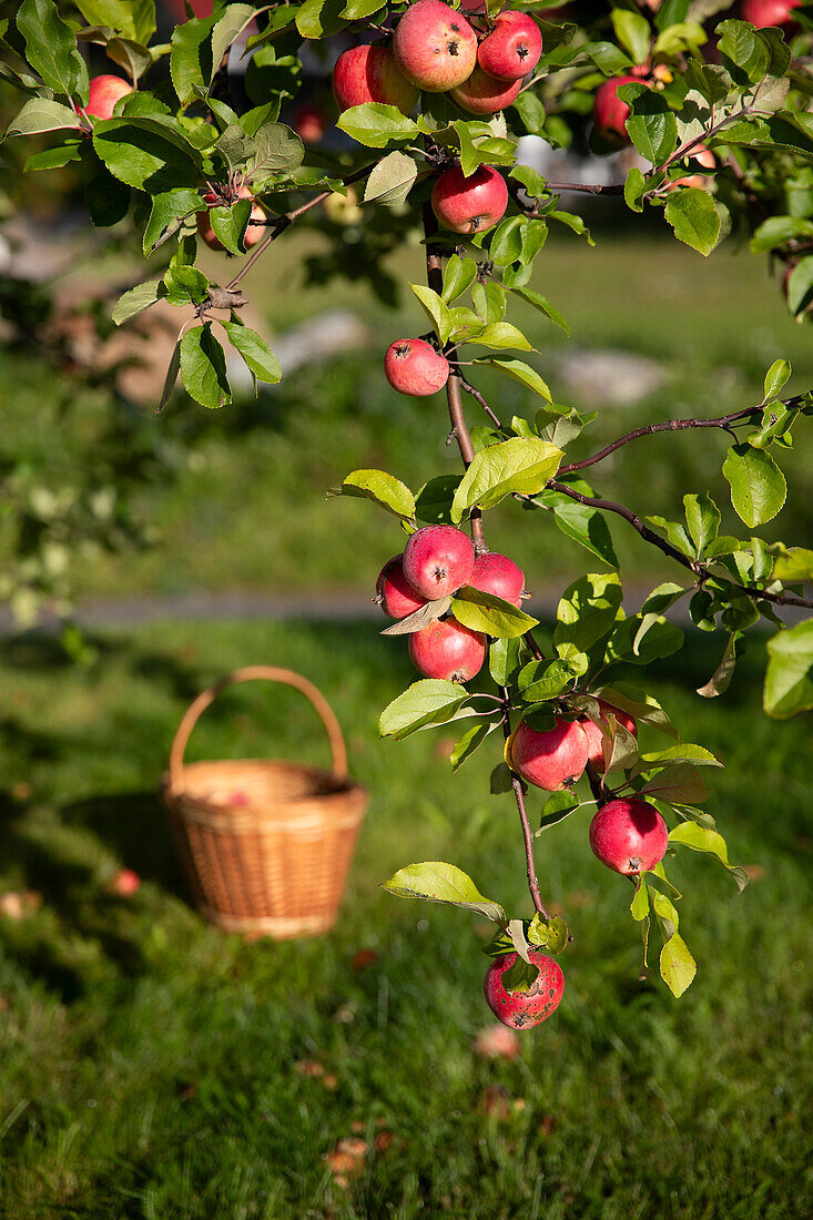 Apple tree branch with red apples and basket in the background