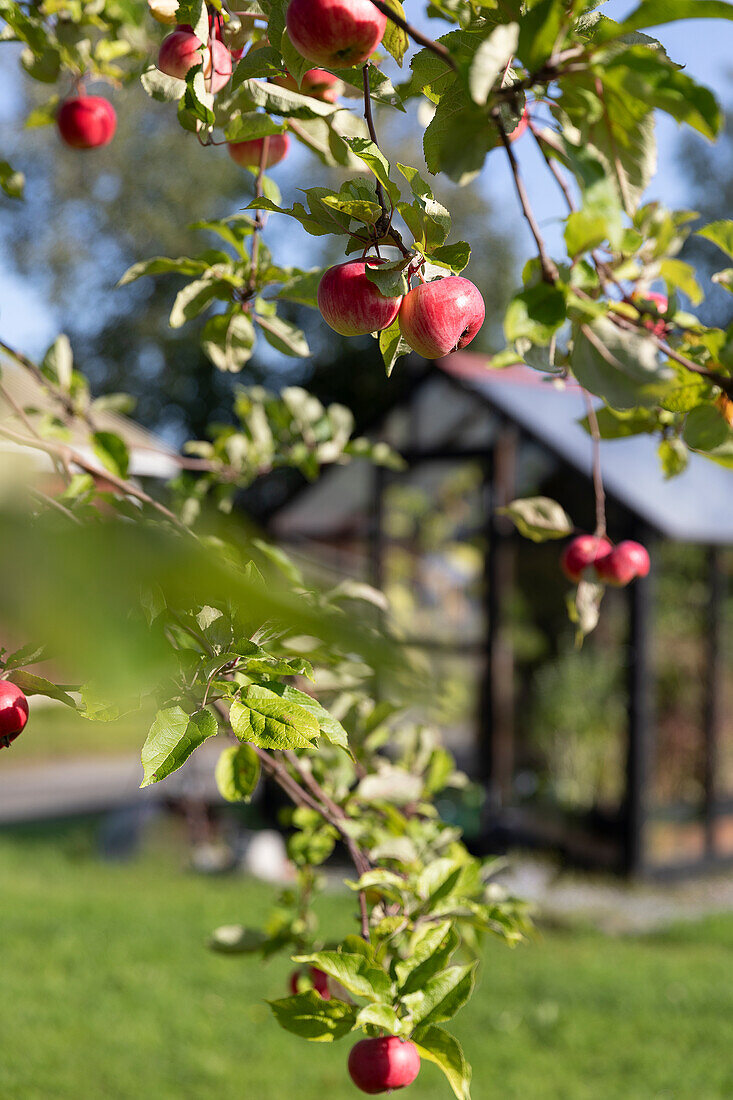 Branches of an apple tree with ripe fruit