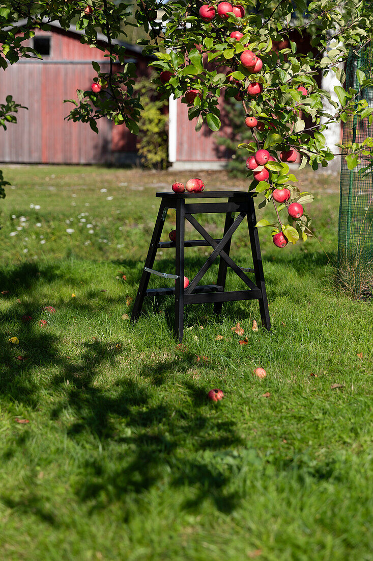 Apfelernte im sommerlichen Garten