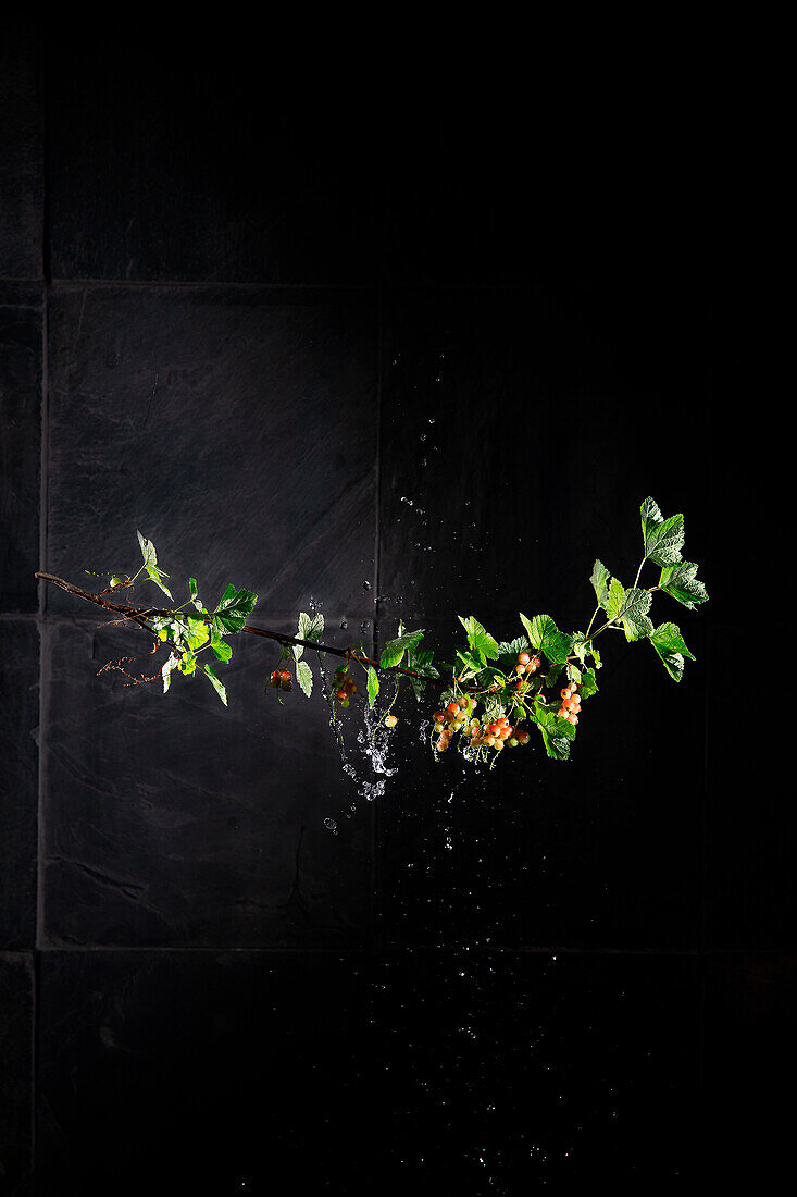 Zweig mit roten Johannisbeeren und Wassertropfen