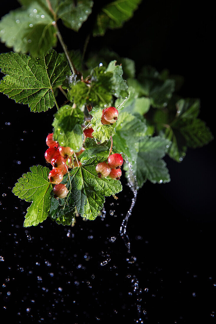 Zweig mit roten Johannisbeeren und Wassertropfen