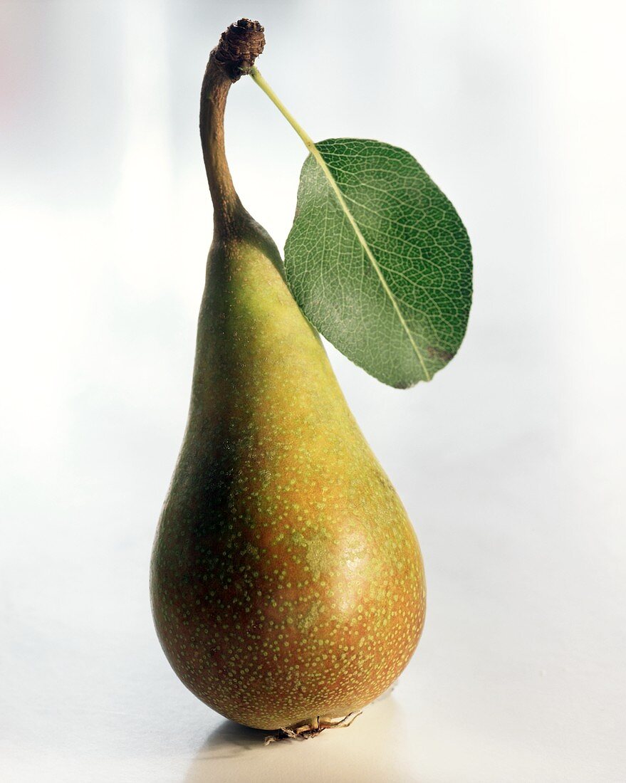 A Pear with Stem and Leaf