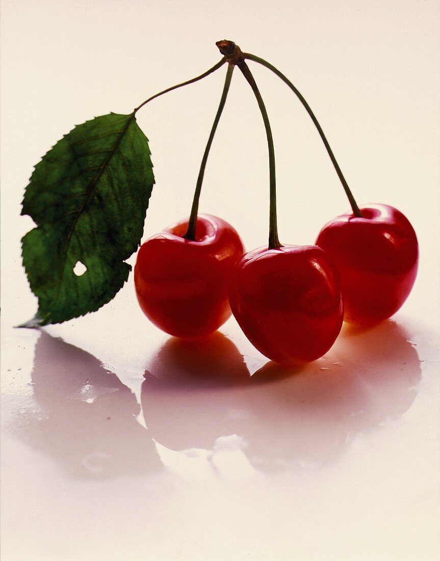 Three Red Cherries on a Stem
