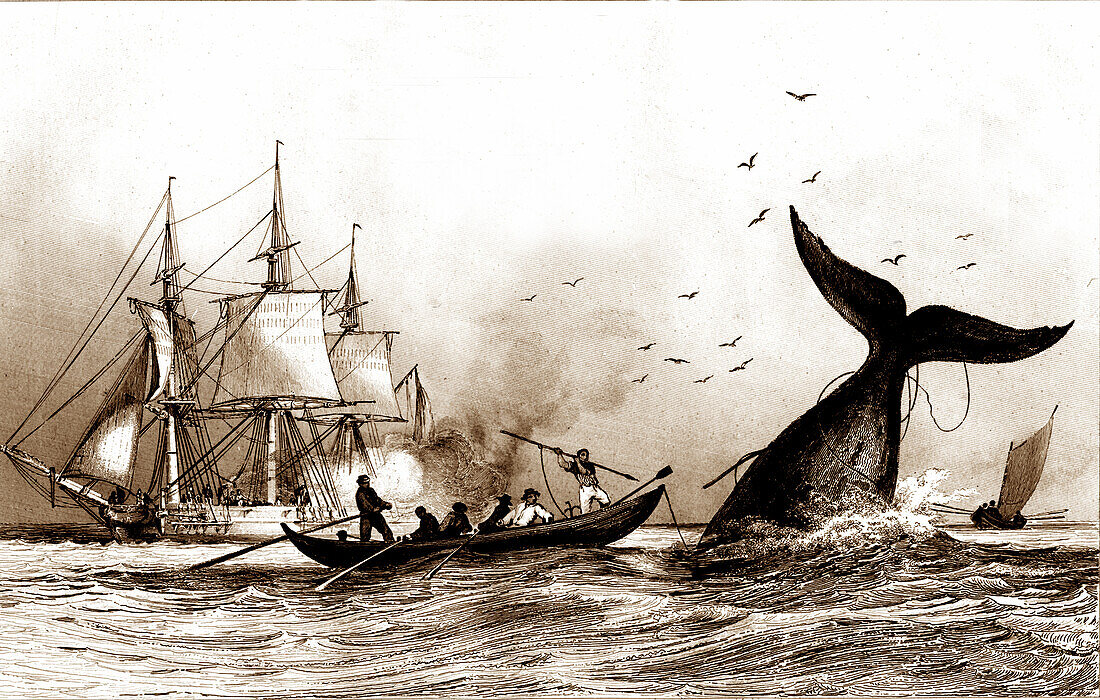 Whale hunt, 19th century illustration