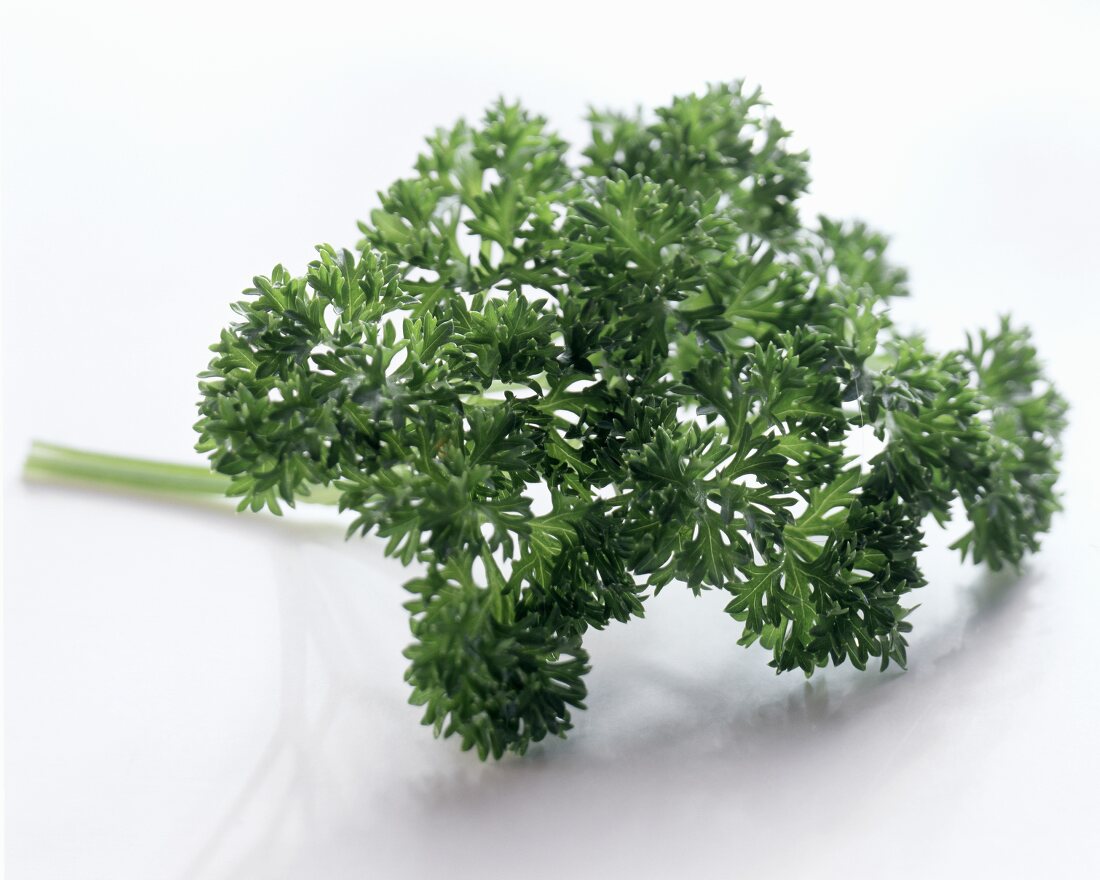 A sprig of curly parsley