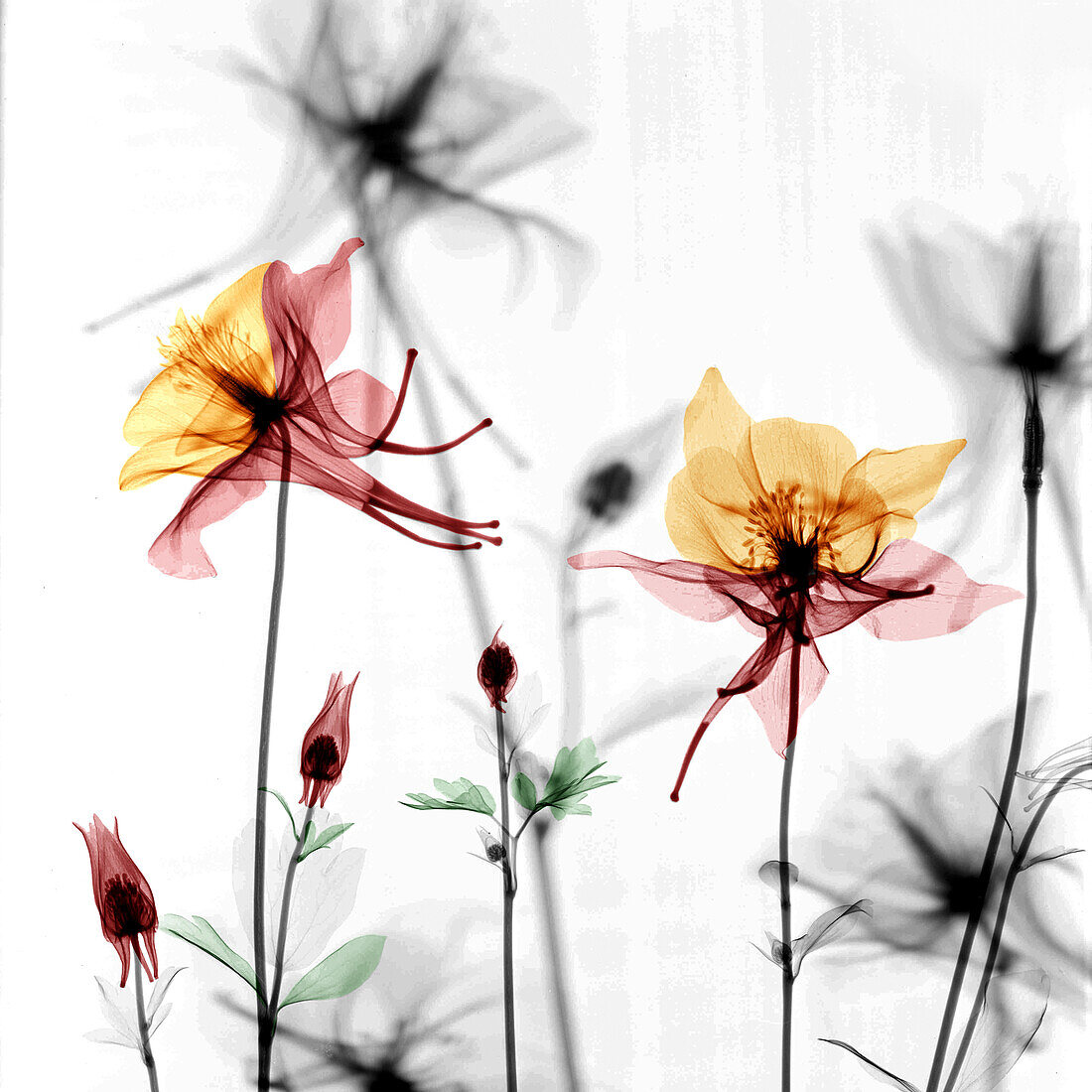 Granny's bonnet (Aquilegia sp.) flowers, X-ray