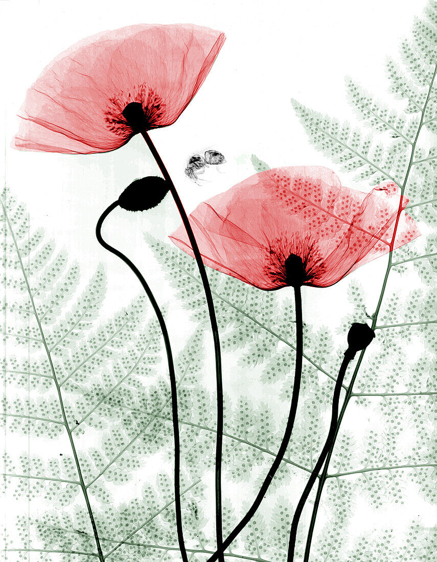 Poppies and ferns, X-ray