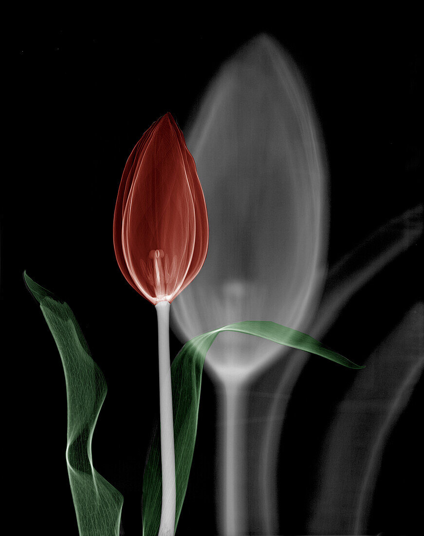 Tulip (Tulipa sp.) flower, X-ray