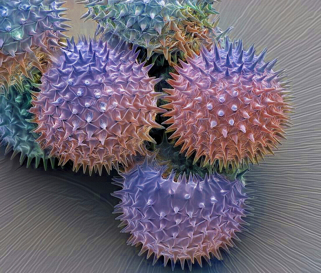 Lavatera pollen grains, SEM