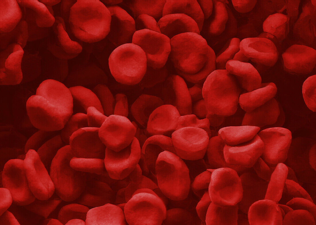 Red blood cells, SEM