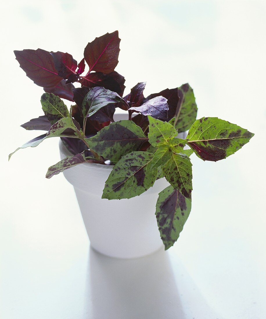 Red basil in a white flower pot