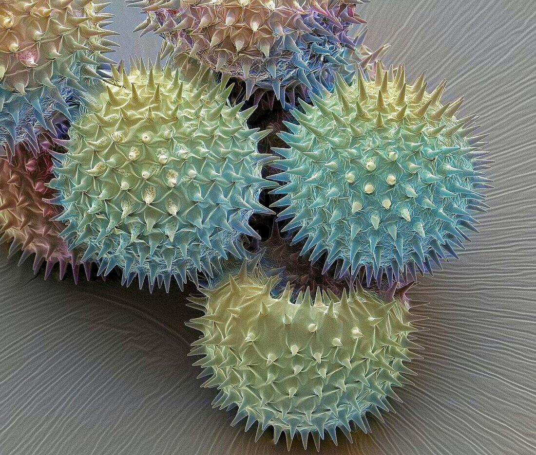 Lavatera pollen grains, SEM