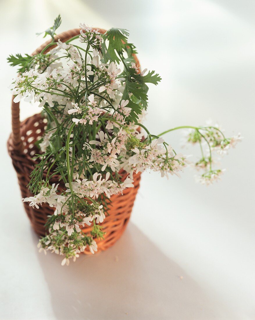 Flowering coriander in small decorative basket