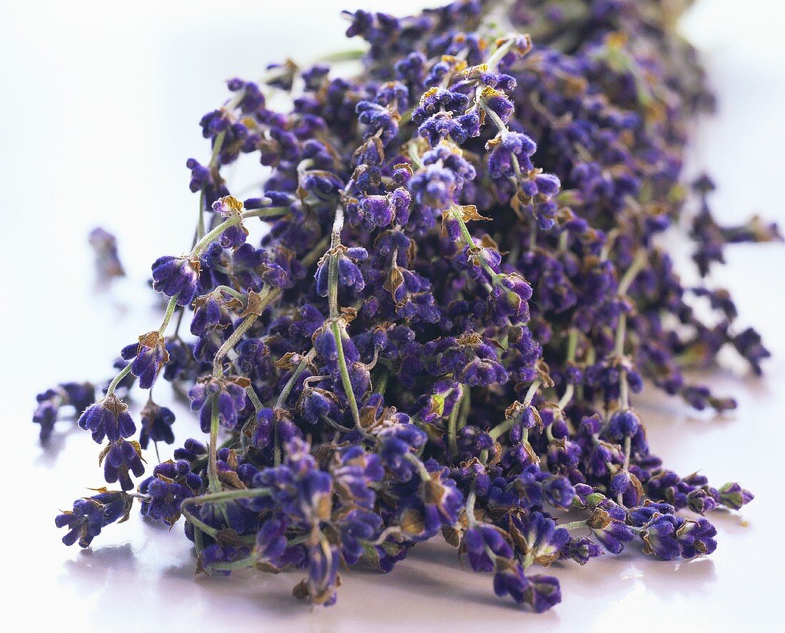 Frischer Lavendel