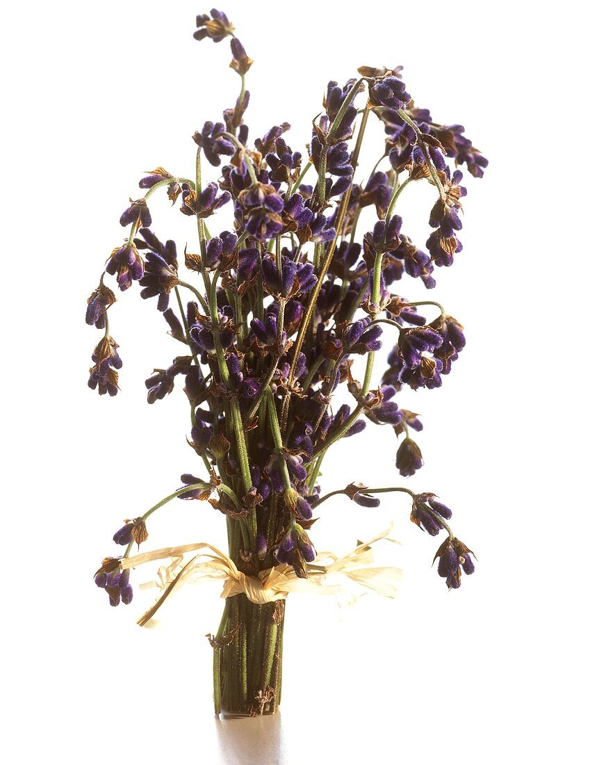 A bunch of fresh lavender, standing on white surface