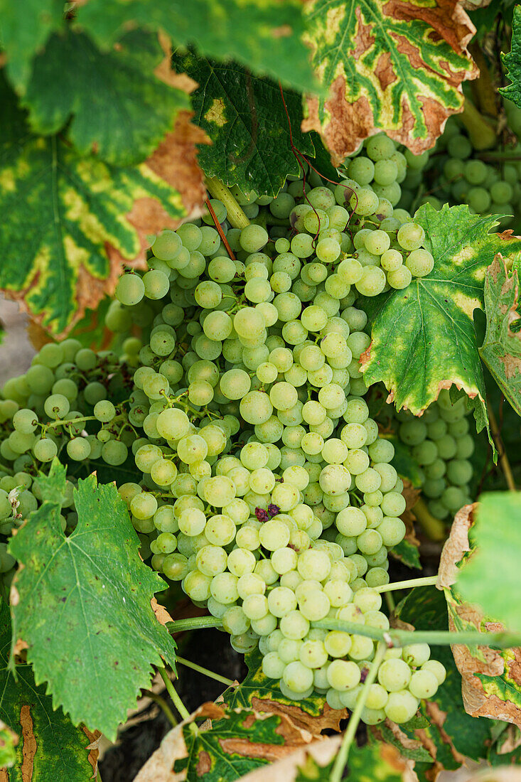 Grapes on the vine in the Cognac region