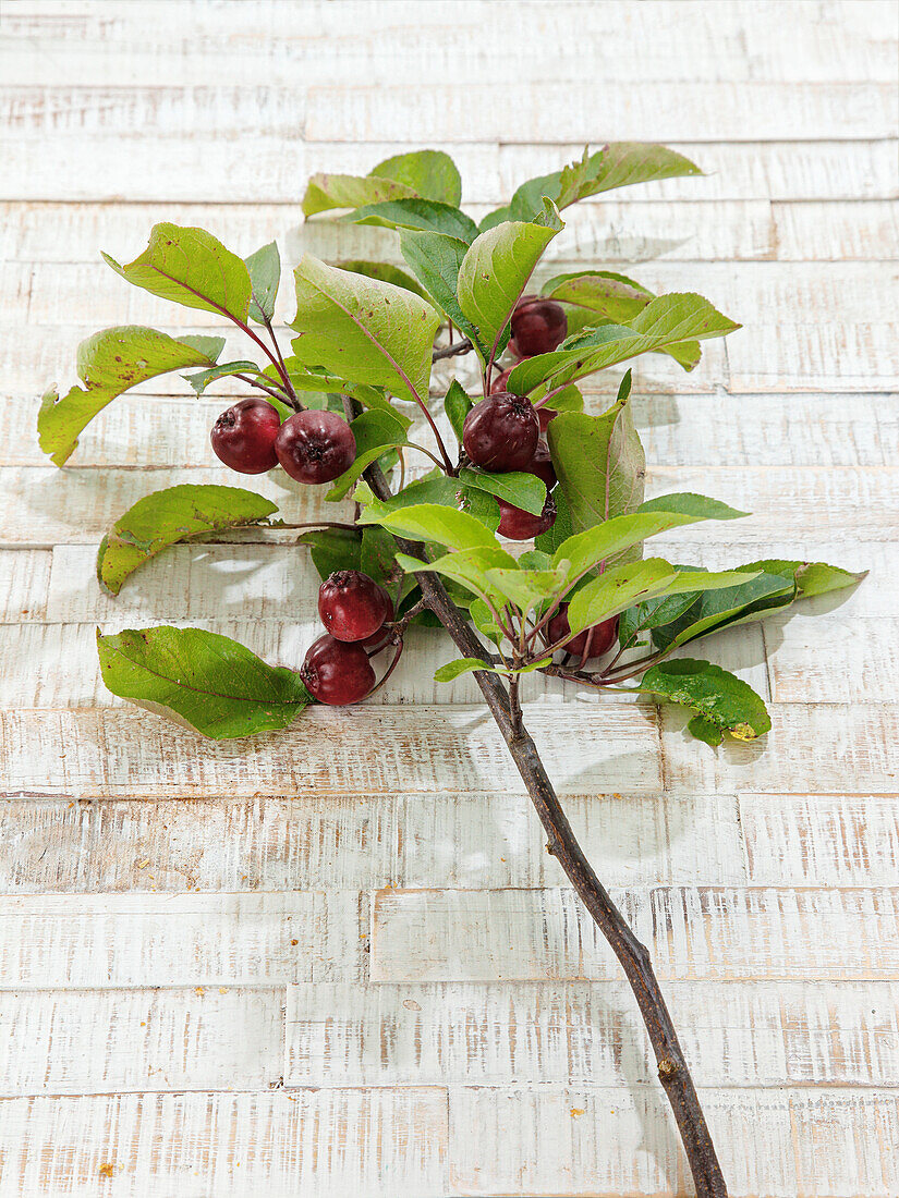 Branch with ornamental apples