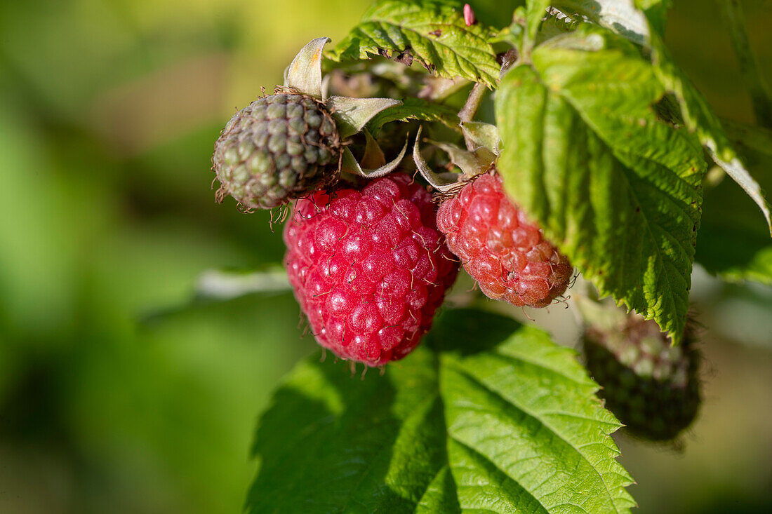 Himbeeren am Strauch im Sommergarten