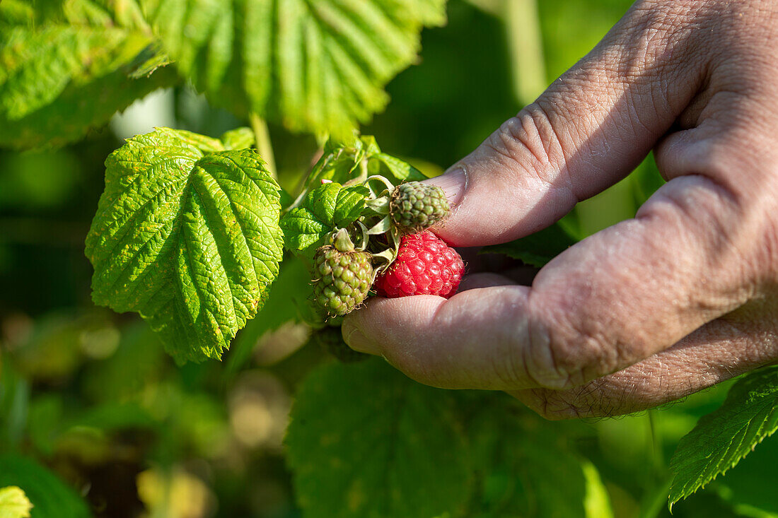 Frische Himbeeren am Strauch pflücken