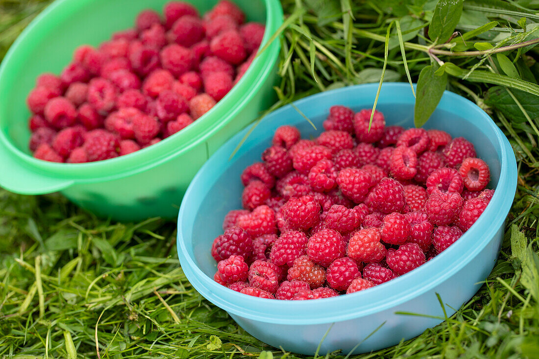 Freshly picked raspberries in plastic bowls