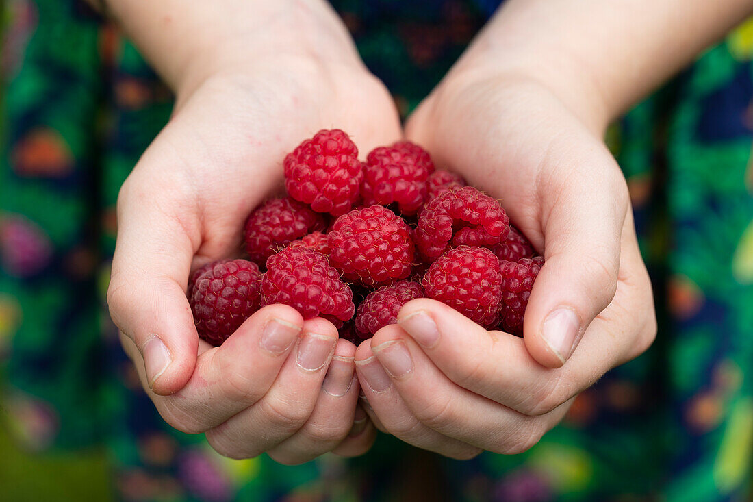 Frauenhände halten frisch gepflückte Himbeeren