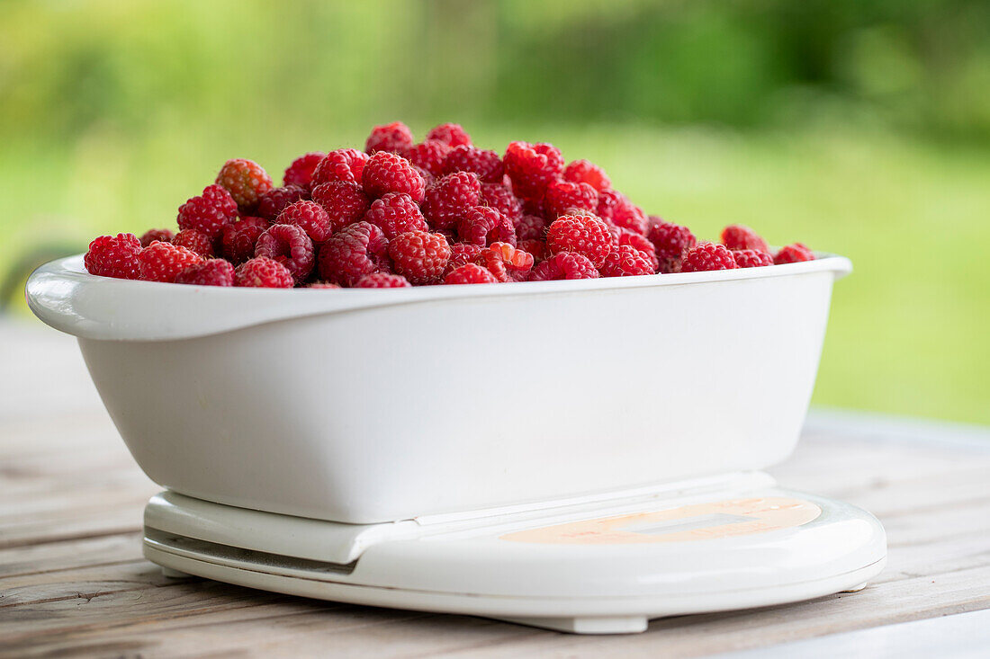 Frisch gepflückte Himbeeren auf der Waage