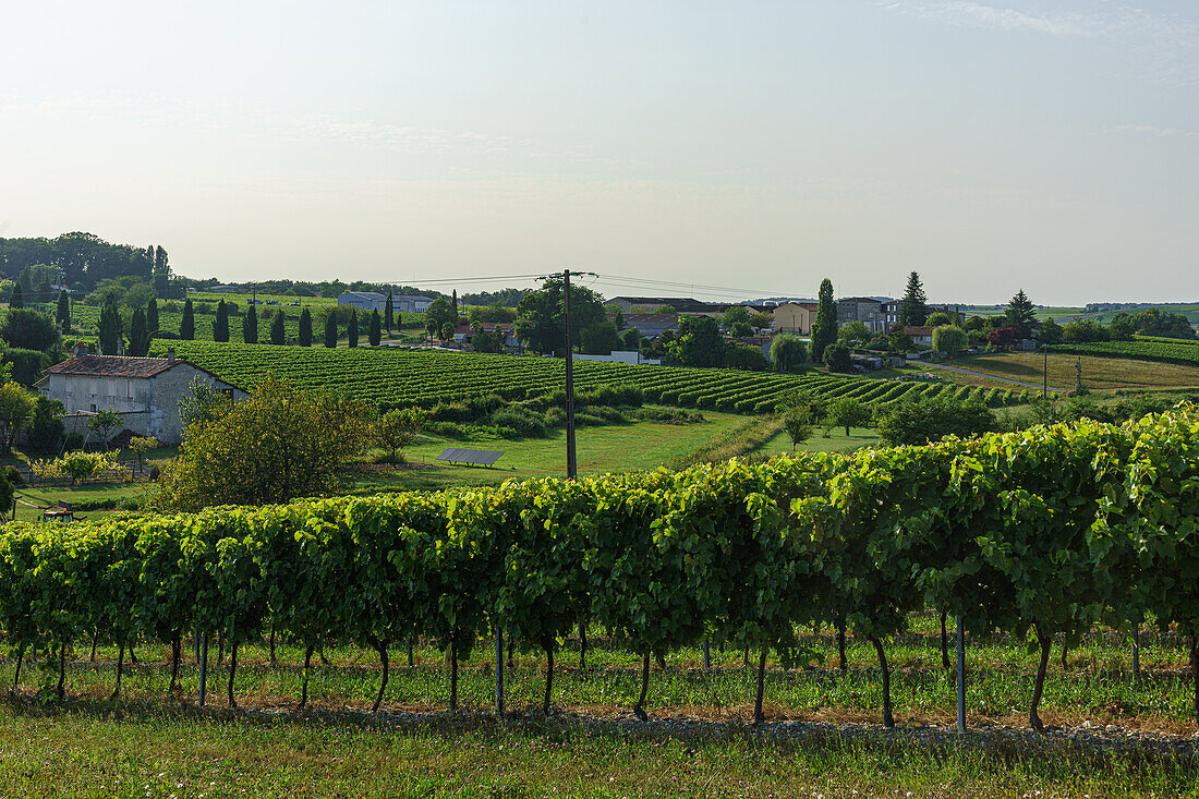 Vines in the Cognac region of France