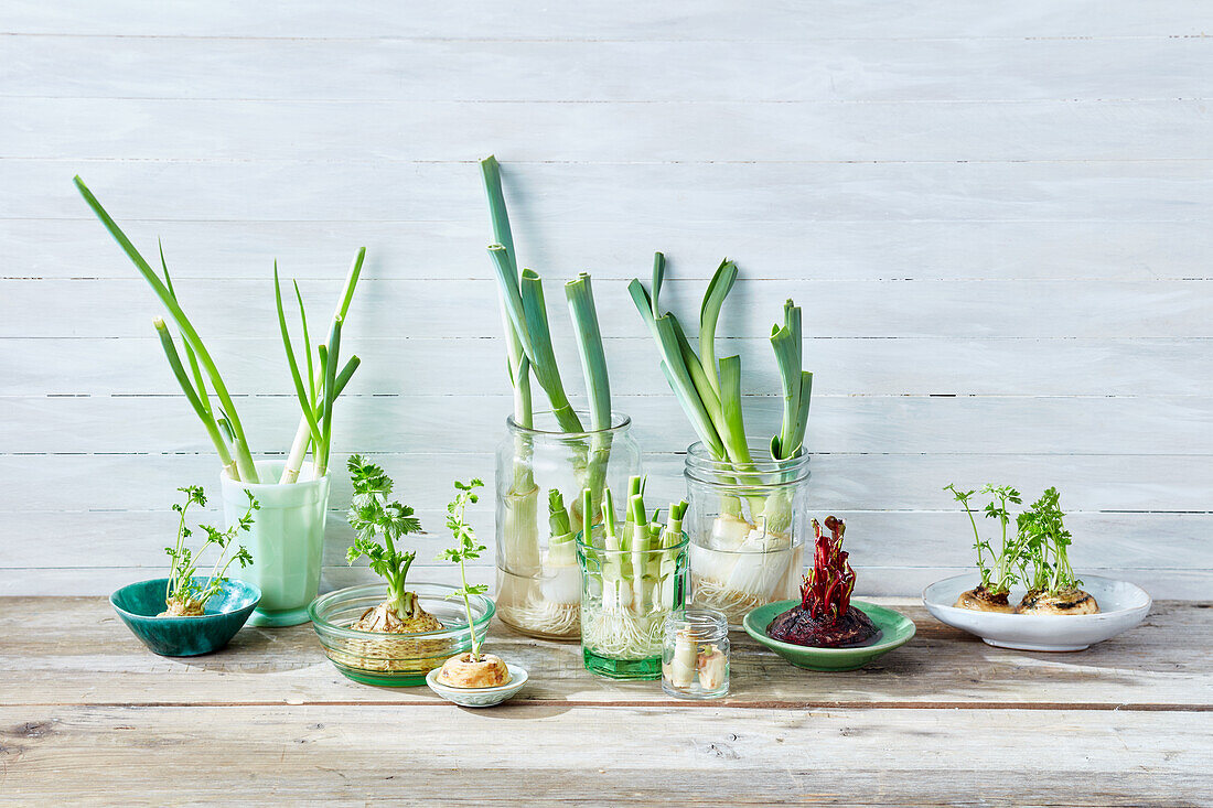 Gemüse-Regrowing mit Lauch, Petersilienwurzeln, Lauchzwiebeln, Zitronengras und Sellerie