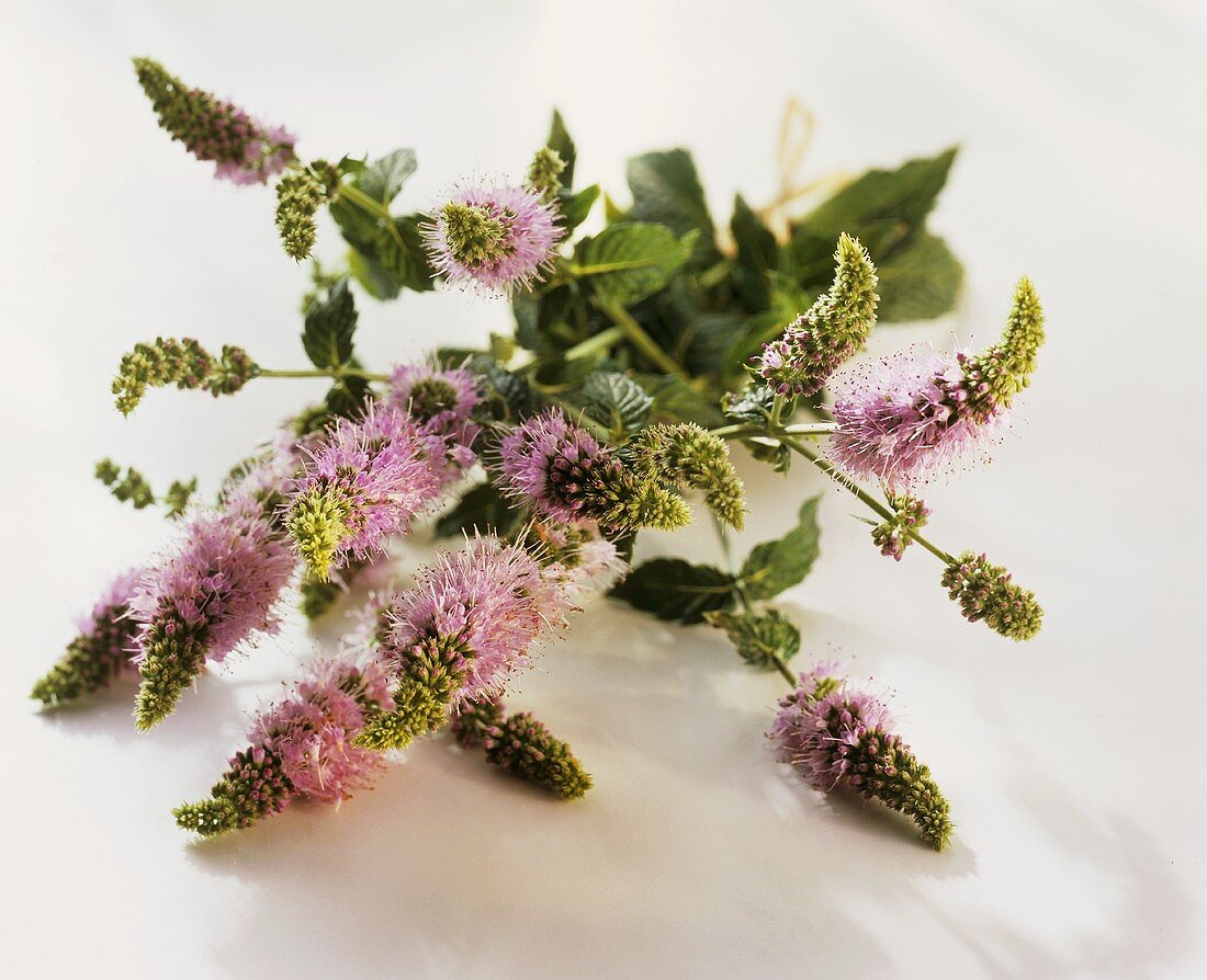 Mint flowers and leaves on white background
