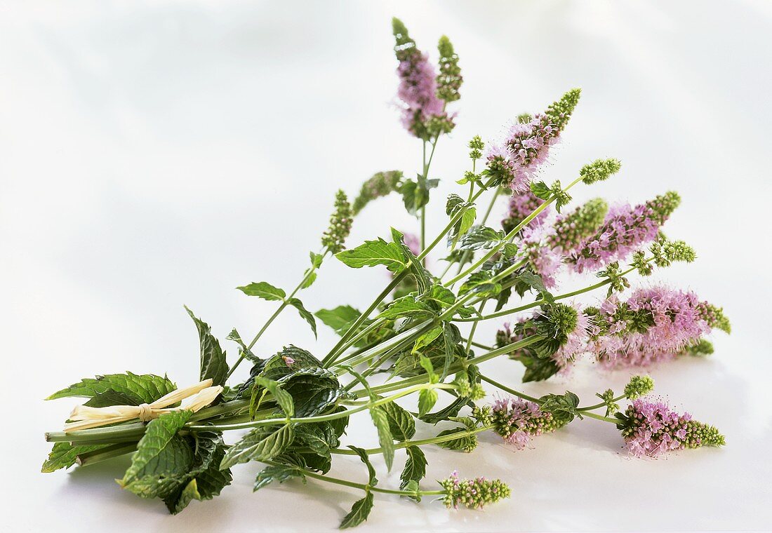 Ein Bund Minze mit Blüten