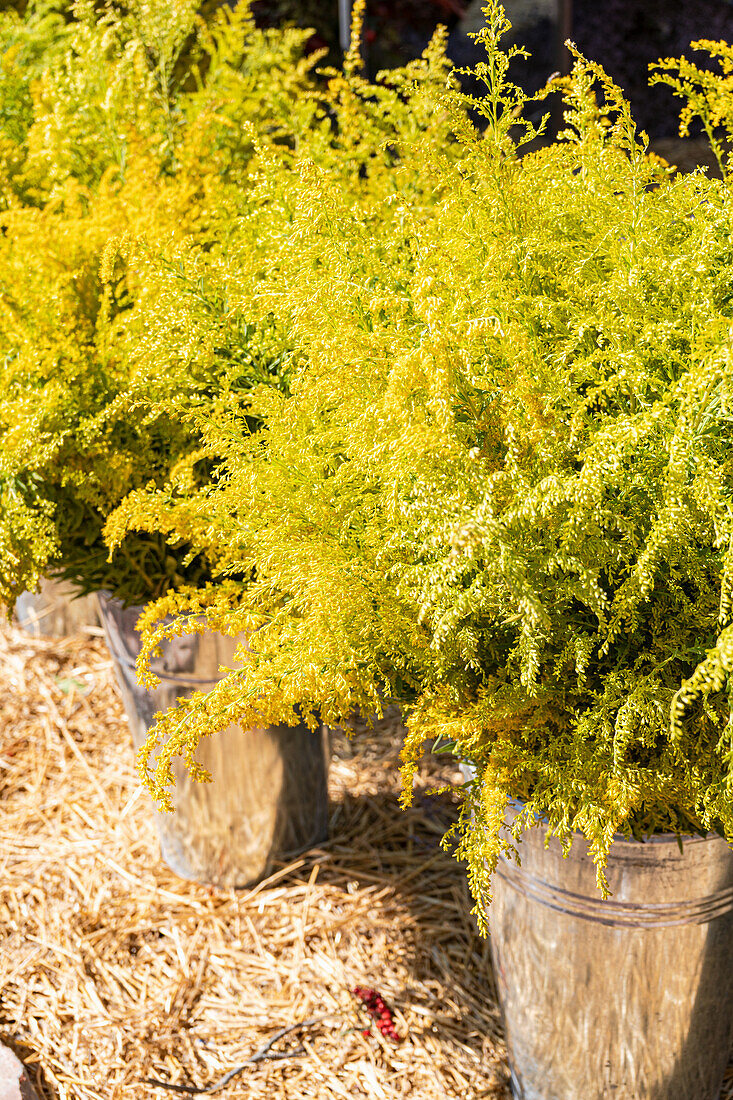 Leuchtend gelbe Wildblumenstrauß im Metalleimer als Gartendekoration