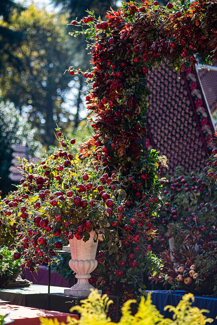 Herbstliches Arrangement mit Granatäpfeln (Punica granatum) im Garten