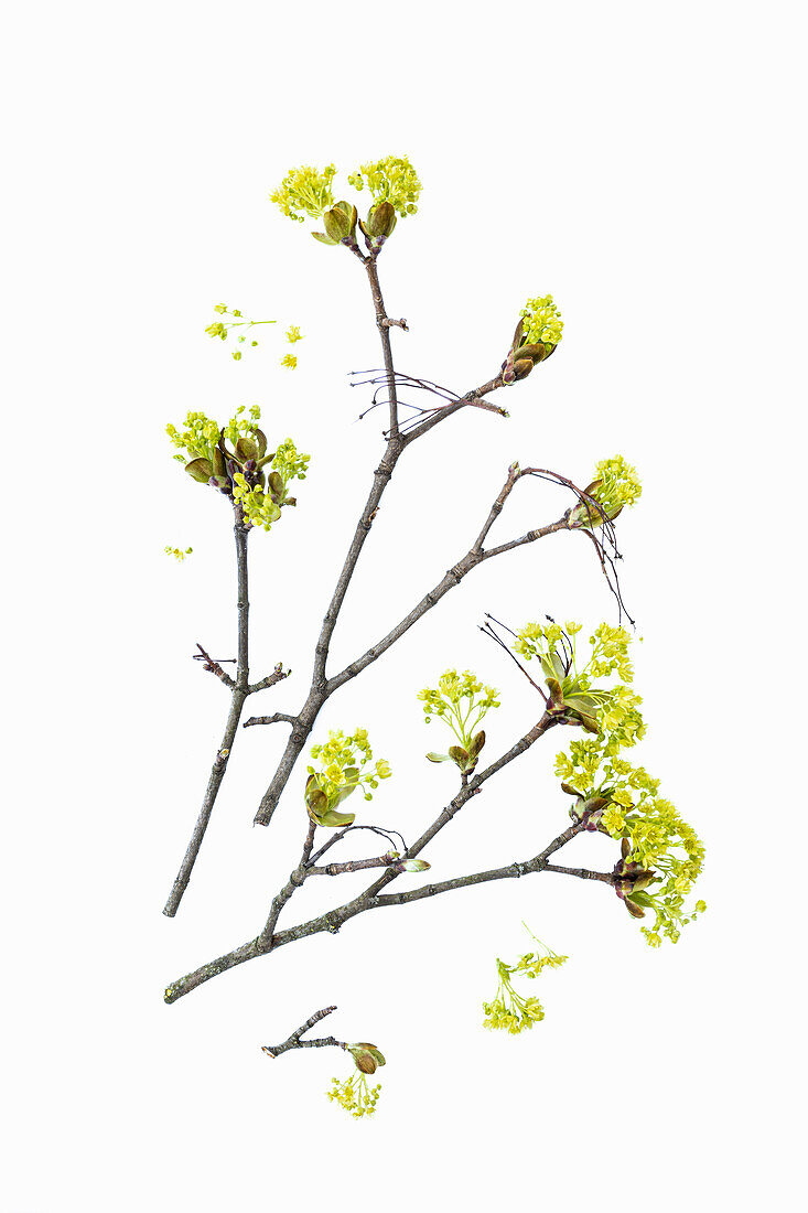 Zweige des Spitz-Ahorns (Acer platanoides) mit gelben Blüten