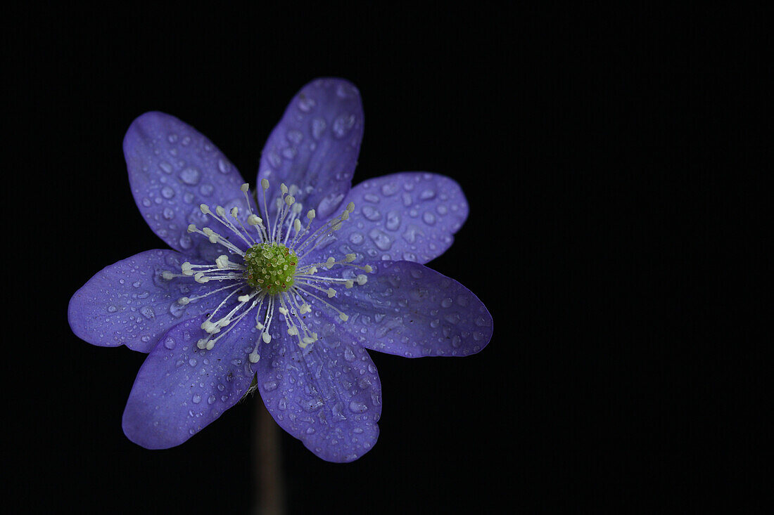 Leberblümchen (Hepatica nobilis) mit Tautropfen vor schwarzem Hintergrund